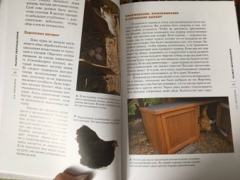 Фрэнсис Бэссом: Курочки. Популярные породы и содержание. Иллюстрированная энциклопедия