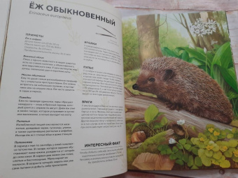 Хольгер Хааг: Лесные животные в натуральную величину