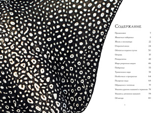 Бен Ротери: Океан и его обитатели