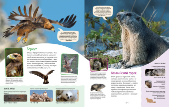 Кристин Балле: Яркий мир животных