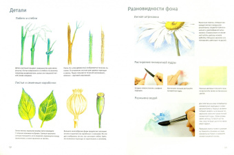 Кордула Керликовски: Основы рисования:  Цветы и бутоны