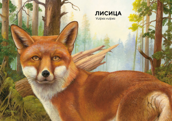 Хольгер Хааг: Лесные животные в натуральную величину