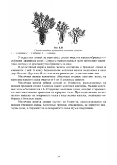 Федотов, Авдеенко, Белозерцева: Ветеринарная маммология. Учебник