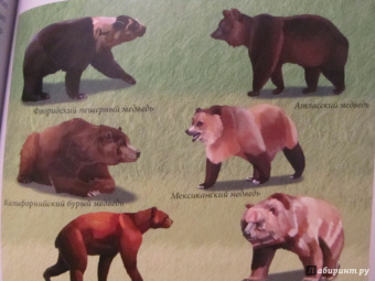 Ярослава Соколова: Хочу знать. Медведи