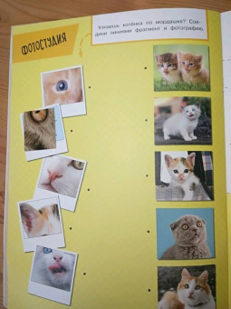 Зверята + наклейки. Котята