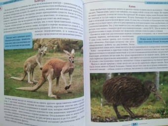 Людмила Соколова: Животный мир от А до Я