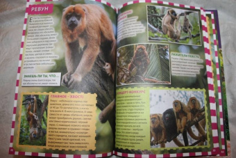 Джунгли. Животные и птицы