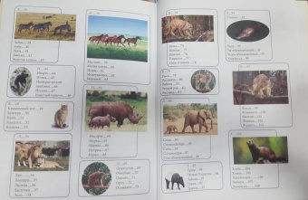 Людмила Соколова: Животный мир от А до Я