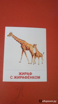 Татьяна Цветкова: Демонстрационные картинки "Животные жарких стран" (173х220 мм)