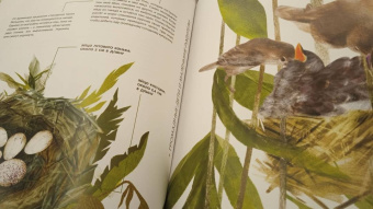 Вальтер Фогато: Детёныши животных в натуральную величину