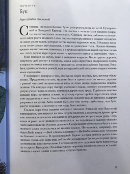 Джонатан Дрори: Вокруг света за 80 деревьев