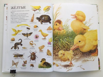 Селин Потард: Большой атлас животных