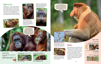 Кристин Балле: Яркий мир животных