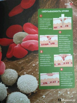 Как устроен человек. Энциклопедия для детей