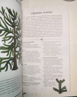 Джилл Дэвис: Тайный язык деревьев