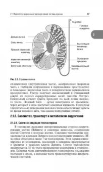 Александр Древаль: Репродуктивная эндокринология. Руководство для врачей