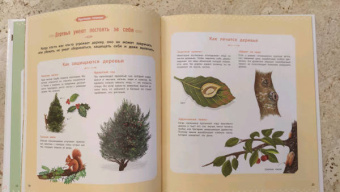 Натали Торджман: Деревья и кустарники