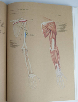 Роберто Ости: Основы анатомии человека. Наглядное руководство для художников