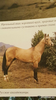 Бертран Леклер: Лошади. 1000 фотографий