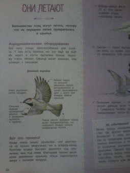 Натали Торджман: Птицы