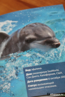 Блэйман, Истланд: Детеныши животных