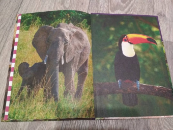 Джунгли. Животные и птицы