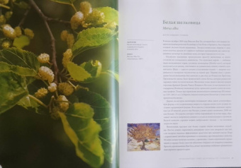 Макс Адамс: Выдающиеся деревья, которые изменили нашу жизнь