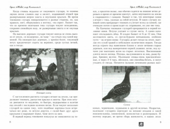 Павел Панфилов: Глухарь. Охота на току