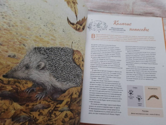 Стегман, Янсен: Наши соседи по планете. Рассказы о диких животных