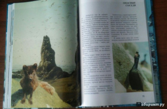 Михаил Жилин: Птичьи базары