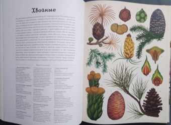 Кэти Уллис: Ботаникум