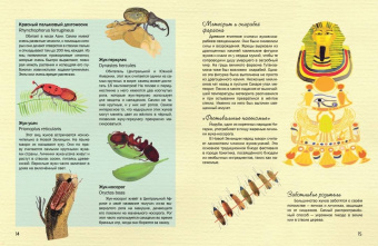 Паола Гримальди: Насекомые. Удивительный маленький мир