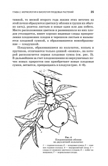 Кривко, Агафонов, Чулков: Плодоводство. Учебное пособие