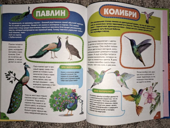 Анна Забирова: Птицы для самых маленьких