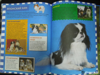 Собаки и щенки