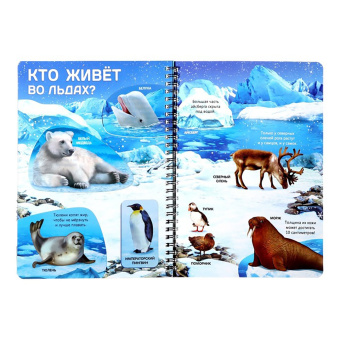 Жизнь на земле. Животные и где они обитают