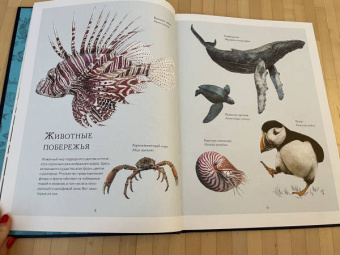 Бен Ротери: Океан и его обитатели