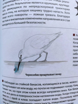 Дэвид Сибли: Каково быть птицей. О полетах и гнездовании, кормлении и пении. Как и чем живут самые известные птиц