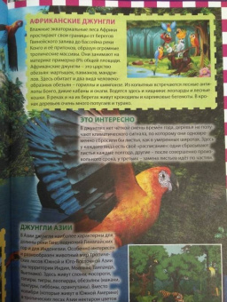 Джунгли. Животные и птицы