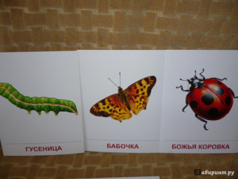 Цветкова, Шорыгина: Демонстрационные картинки "Насекомые" (16 картинок)