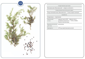 Сергунова, Бобкова, Потапова: Фармакогнозия. Блок 1. 59 карточек. Лекарственные растения и лекарственное растительное сырье