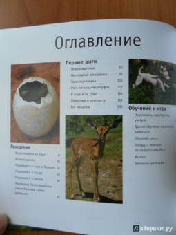 Детеныши животных. 1001 фотография