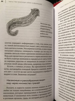 Мадлен Циге: В лесу никто не молчит. Как животные и растения общаются друг с другом