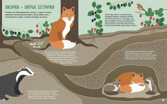 Банфи, Перабони: Что внутри? Как устроены дома животных