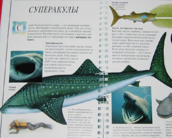 Джон Вудвард: Дискавери:  Акулы и другие хищники