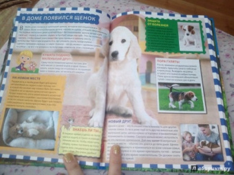 Собаки и щенки