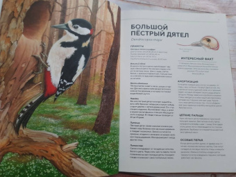 Хольгер Хааг: Лесные животные в натуральную величину