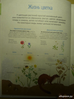 Корнек Дюмон-Ле: Мой цветочный гербарий. Цветы и семена