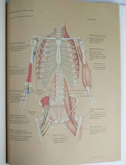 Роберто Ости: Основы анатомии человека. Наглядное руководство для художников