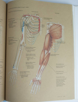 Роберто Ости: Основы анатомии человека. Наглядное руководство для художников